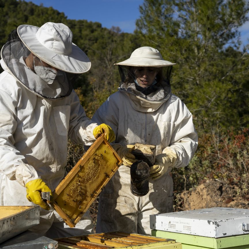 Panel de abejas apicultura